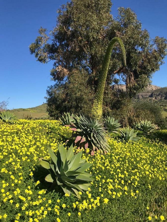 פיסארה Casa Grande / Rosas Cantares מראה חיצוני תמונה
